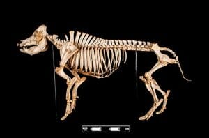 wild boar skeleton