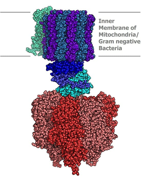 Atp Synthase The Definitive Guide Biology Dictionary