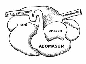 Abomasum