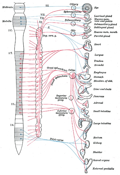 Autonomic Nervous System Function And Divisions Biology Dictionary 0377