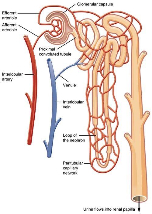 Image result for Briefly describe the structure and functions of nephron with neat labelled diagram