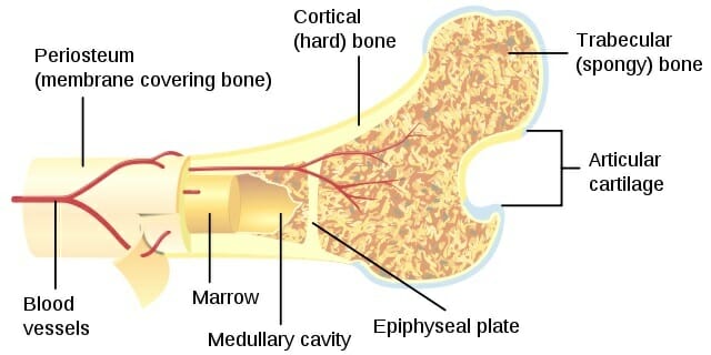 describe the location of spongy and compact bone in a flat bone