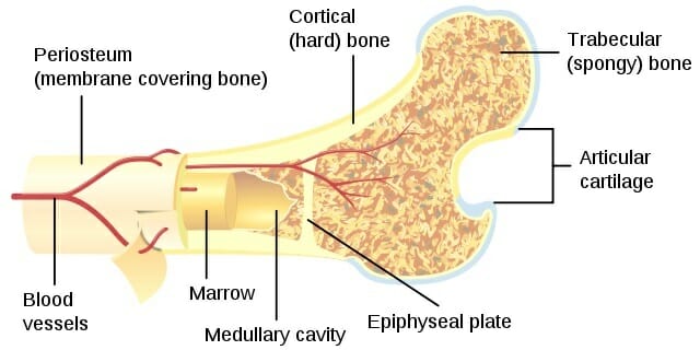 compact spongy bone diagram