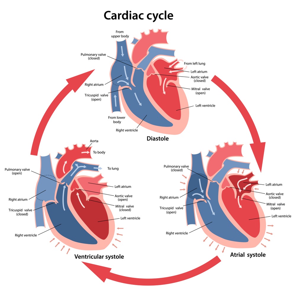 Cardiac Cycle Definition Phases And Quiz Biology Dictionary