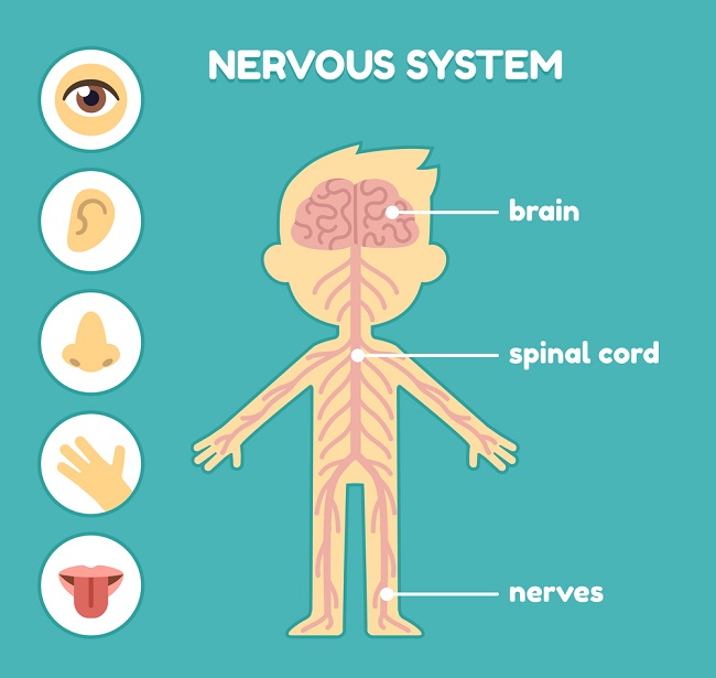 20 Fun Facts about the Nervous System | Biology Dictionary