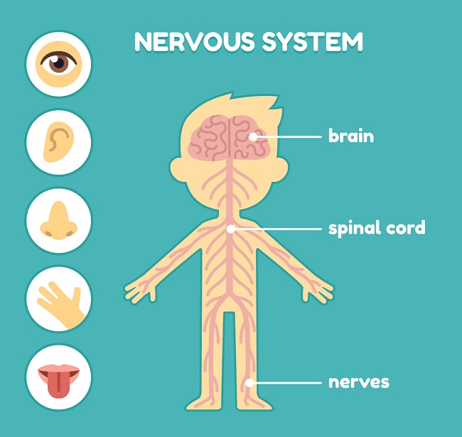 Central Nervous System Definition Function Parts Biology Dictionary