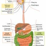 Abdomen (Anatomy): Definition, Function, Muscles | Biology Dictionary