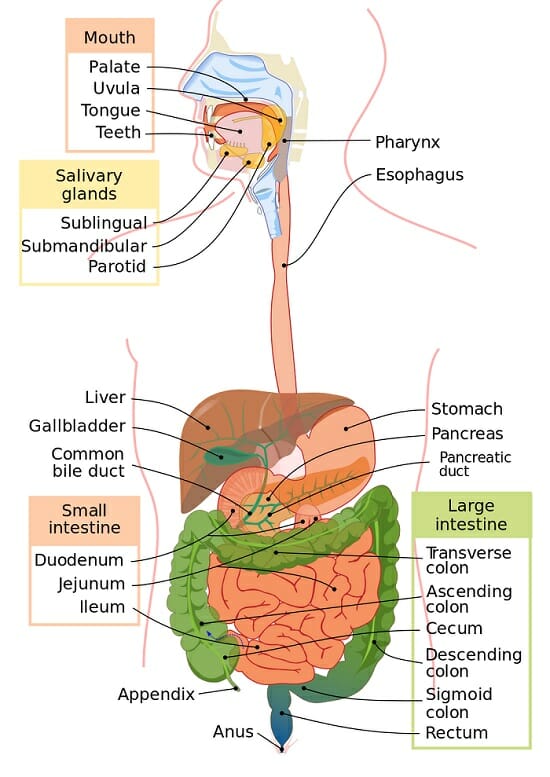 Digestive System Function and Organs Biology Dictionary