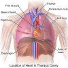 Thoracic Cavity - Definition & Organs of Chest Cavity | Biology Dictionary