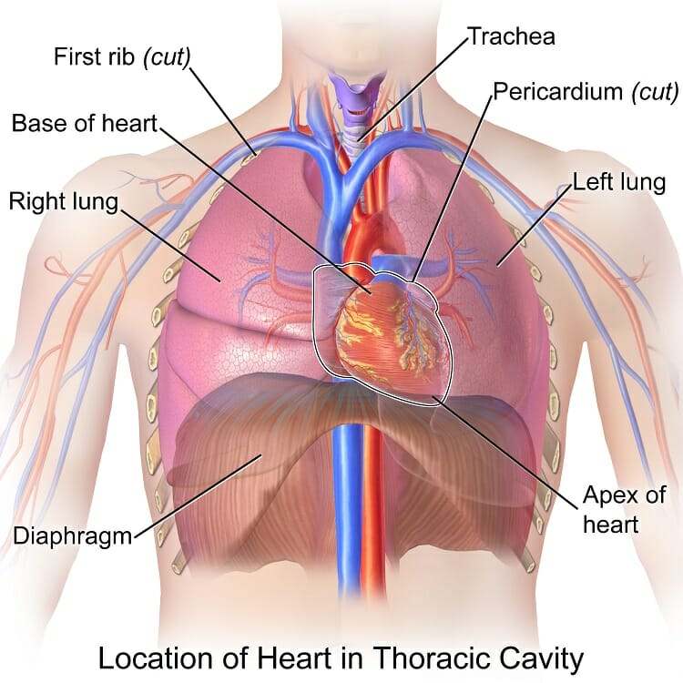 organ cavities