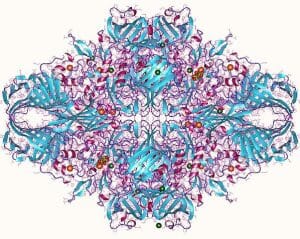 Lactase Structure