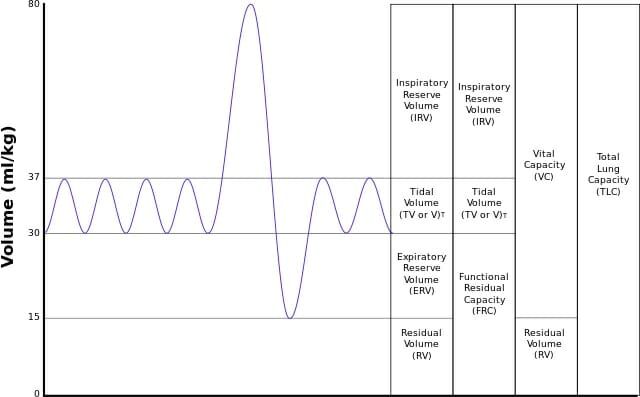 research articles for vital capacity