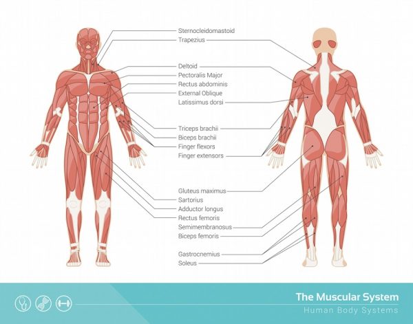 Muscular System - Definition, Function and Parts | Biology Dictionary