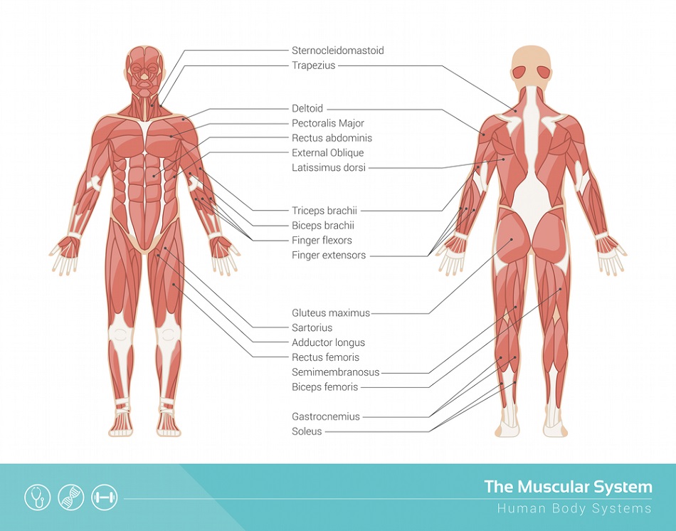 human body organs diagram simple