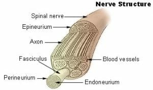 Nerve structure