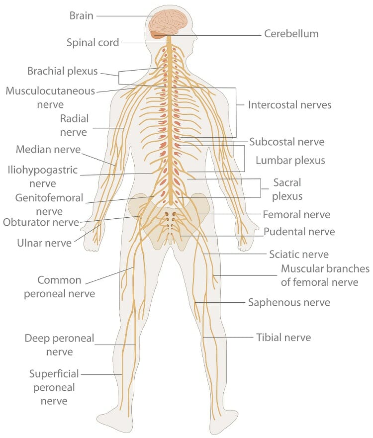 Diagram Based Questions On Nervous System Image 