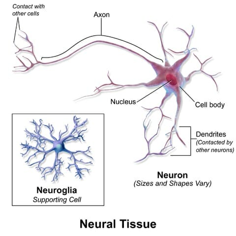 What is the role of neurons in the nervous system Nervous Tissue Definition Function And Types Biology Dictionary