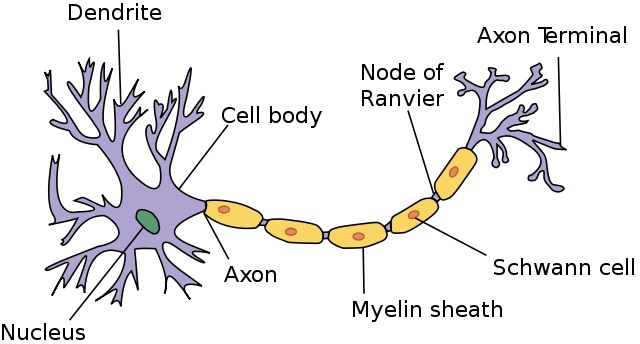 nervous tissue diagram