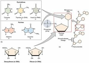 Deoxyribose - Definition and Structure | Biology Dictionary