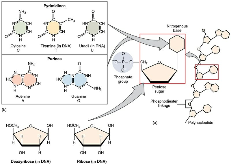 deoxyribose dna