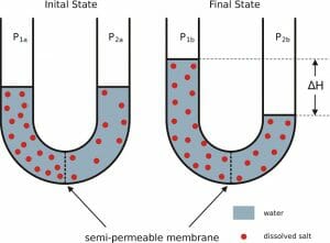 Osmose