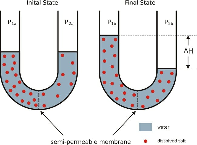 What does permeable membrane mean