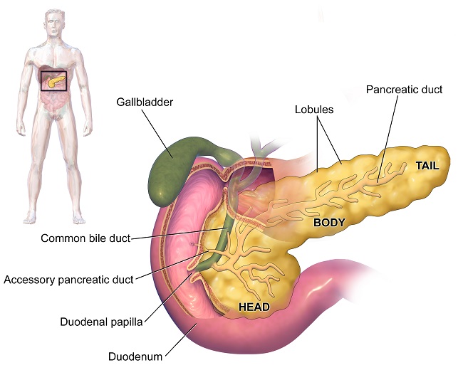 digestive system liver diagram