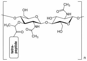 Peptidoglycan