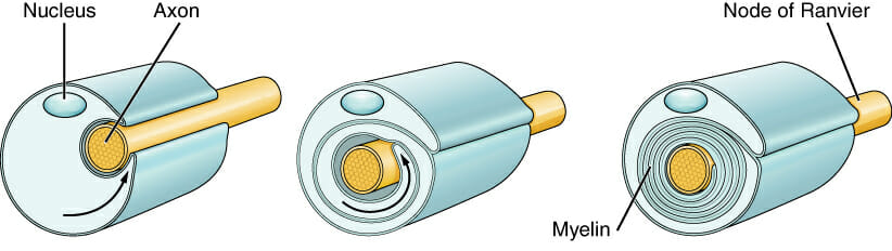 vaina-de-mielina-definici-n-y-funci-n-el-gen-curioso
