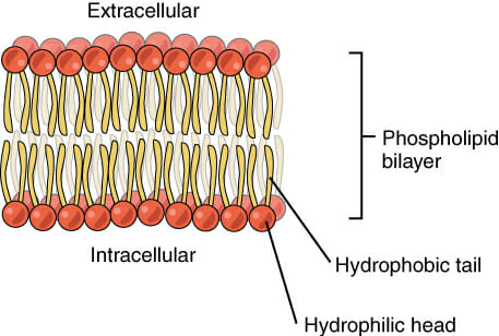 What is a permeable membrane