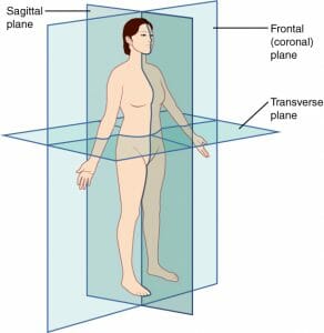 Sagittal Plane - Definition and Quiz | Biology Dictionary