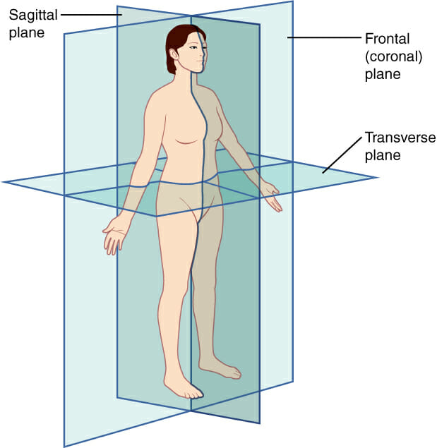 parasagittal plane only