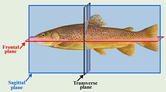 anatomical planes animal