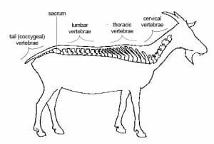 Regions of a vertebral column
