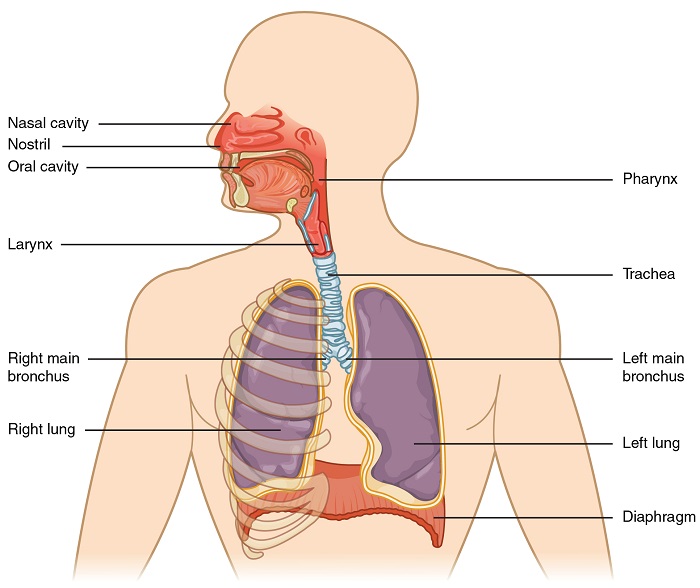 parts of respiratory system and its function