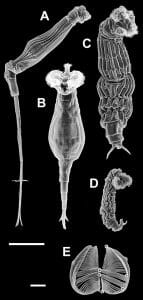 Rotifers