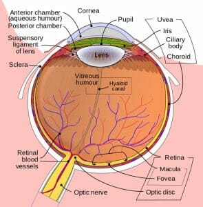 Schematic diagram of the human eye