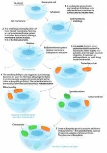 Serial endosymbiosis