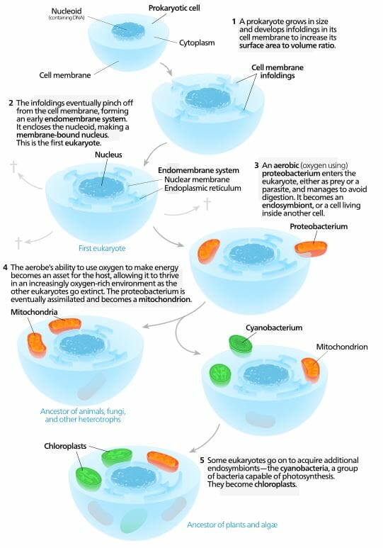 endosymbiont hypothesis definition biology