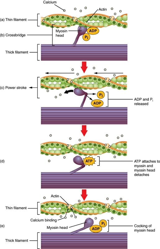 parts of skeletal muscle