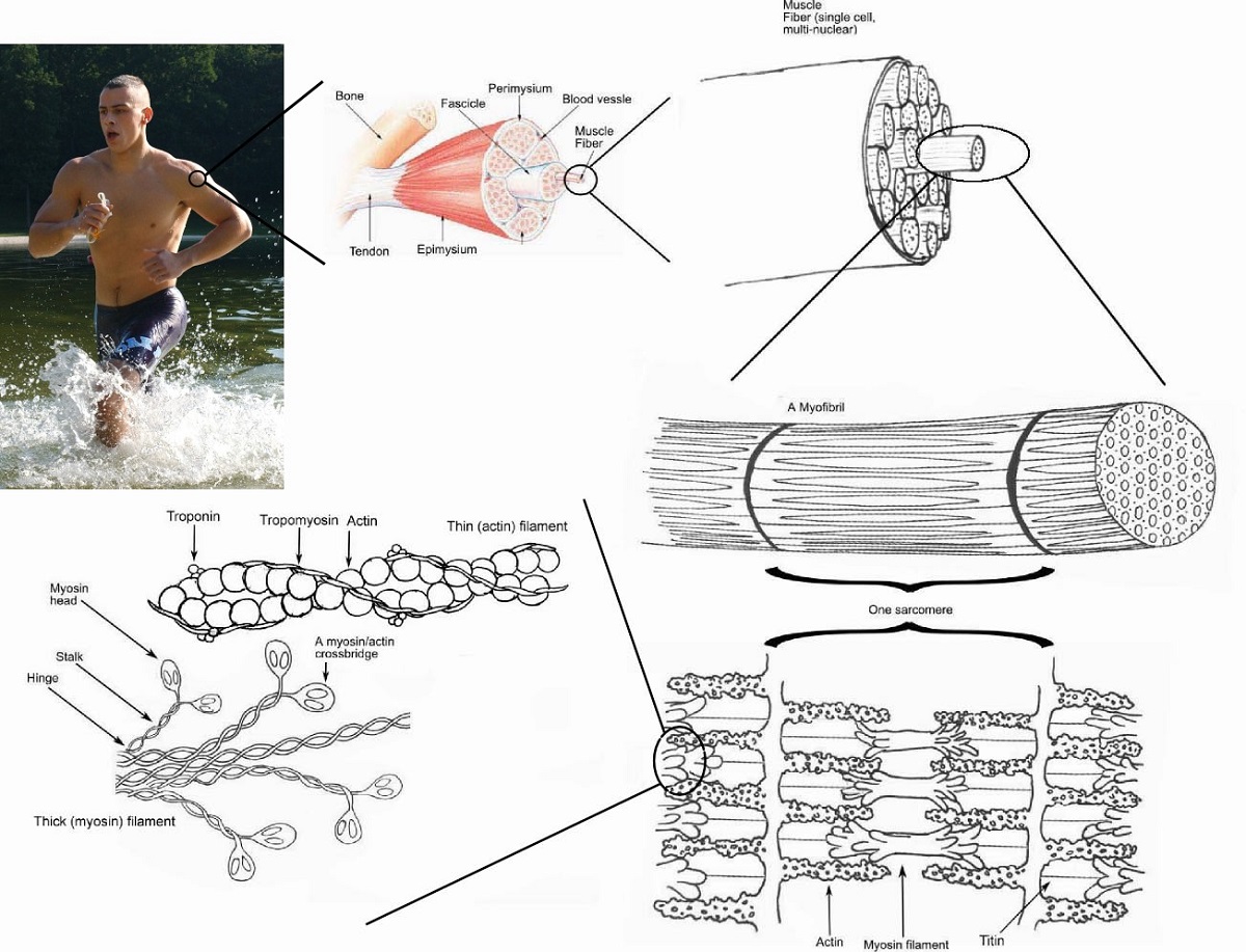Location Of Skeletal Muscle