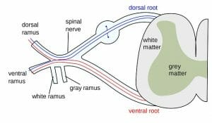 Spinal nerve