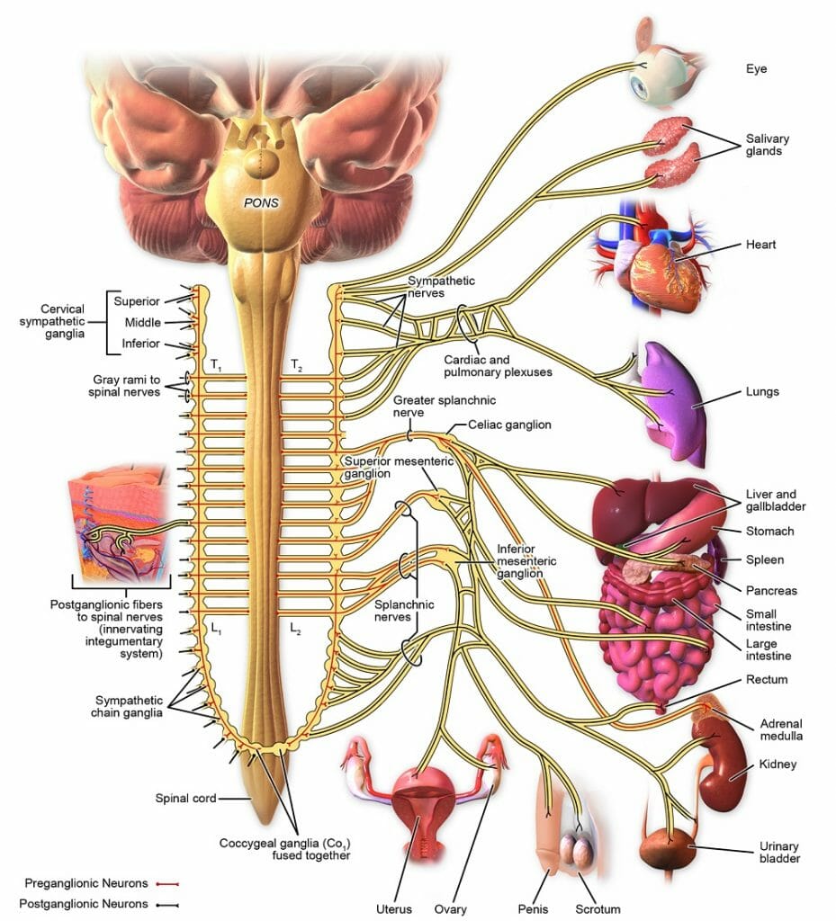 Sympathetic Nervous System Definition, Function & Examples Biology