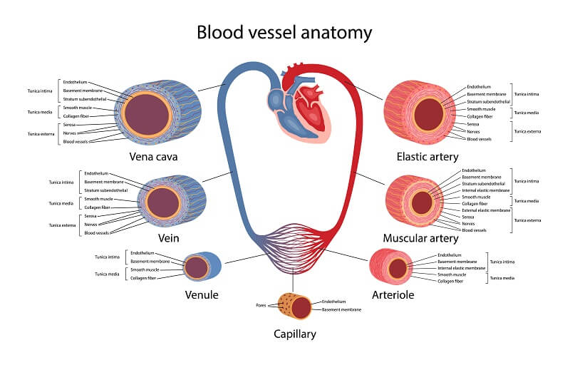 Blood Vessels Diagram And Functions Blood Vessels Vessel Ana