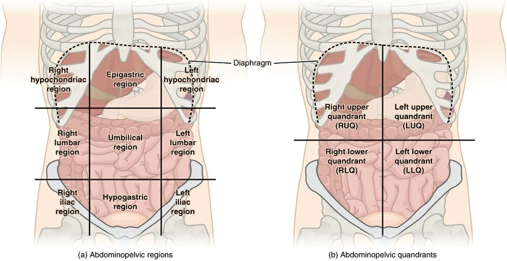 organ cavities