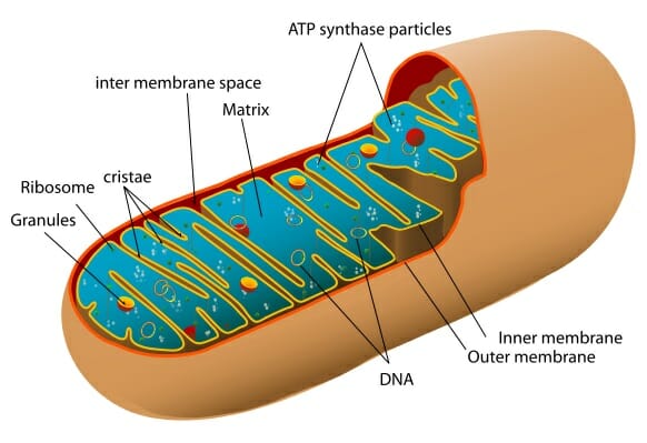 mitochondria in a cell