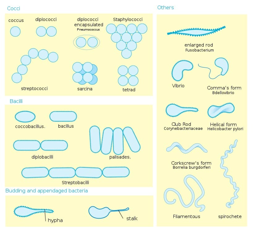 Microorganisms Characteristics Chart