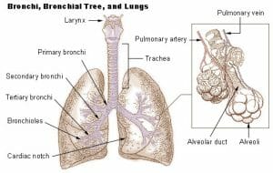 Bronchi lungs