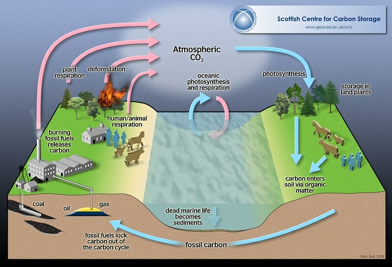 Biogeochemical Cycle Definition And Examples Biology