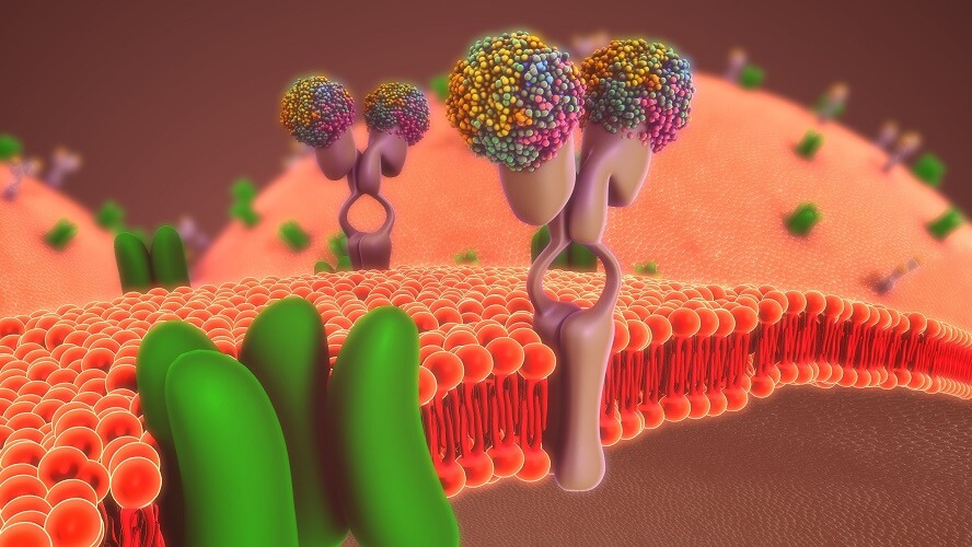 cell membrane picture